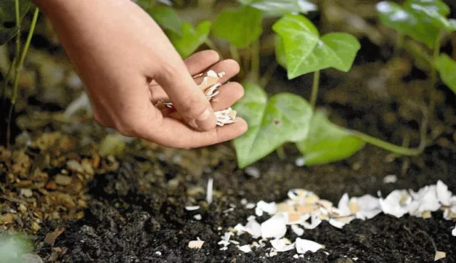 Яичная скорлупа: используйте для сада или сада, для комнатных растений