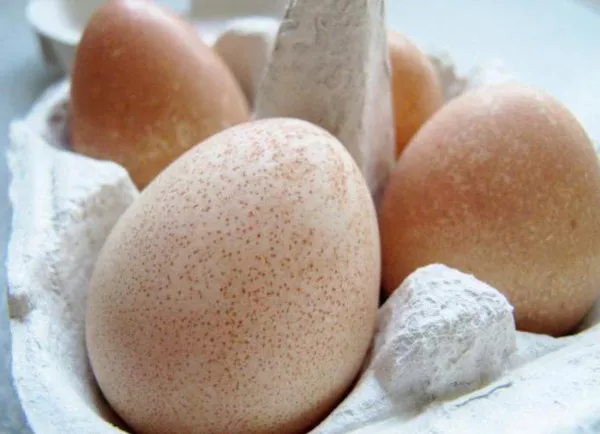 Яйца цесарки. Фото, чем они отличаются от куриных, польза, вред