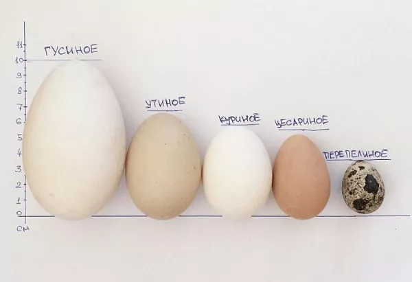 Яйца цесарки. Фото, чем они отличаются от куриных, польза, вред