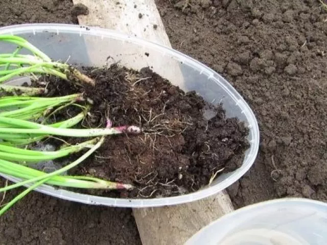 Ялтинский красный лук: выращивание из семян в Подмосковье, польза и вред, отзывы