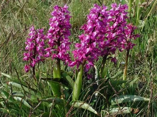 Корень орхидеи. Фото растения, применение, свойства