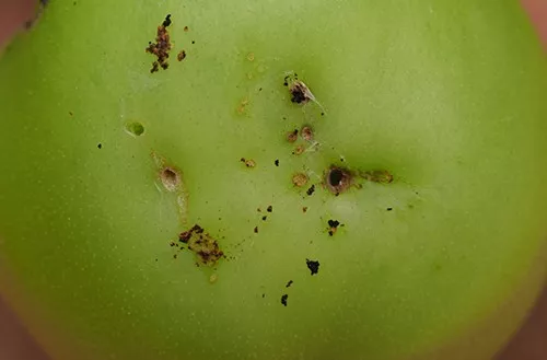 Южноамериканская томатная моль: фото, опасность для человека, борьба