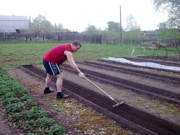 Как и когда сажать картошку в открытый грунт, способы посадки