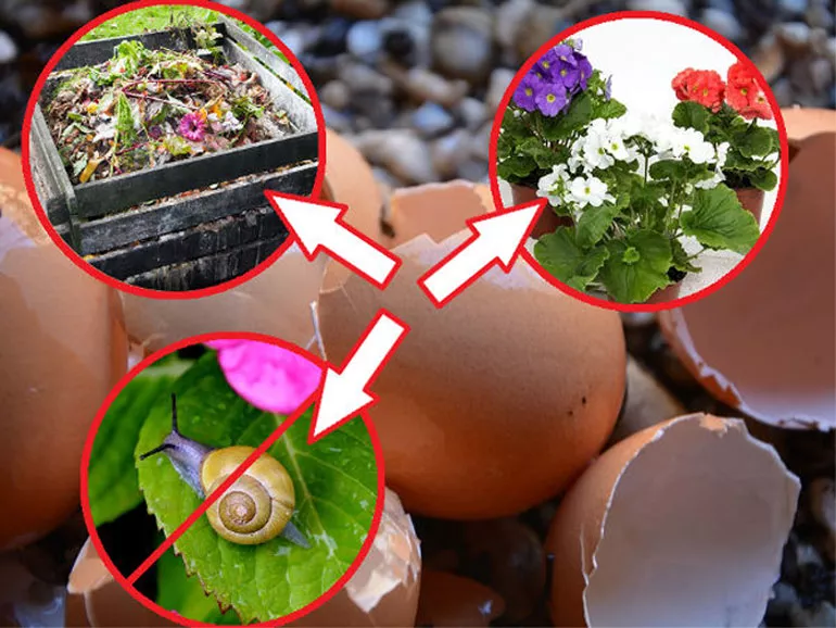 Как использовать яичную скорлупу как удобрение на огороде, огороде: варианты применения