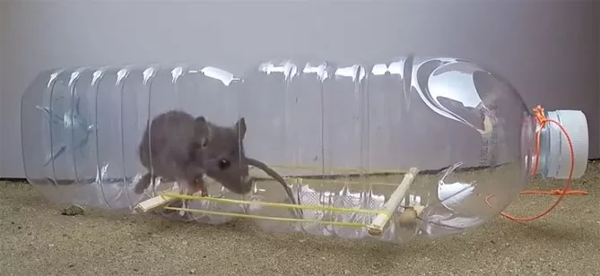 Как избавиться от мышей в частном доме, на даче и на участке
