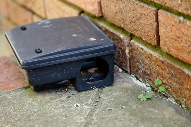 Как избавиться от мышей в частном доме, на даче и на участке