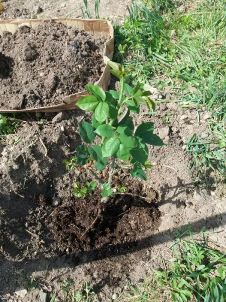 Как я посадила чайно-гибридную розу в мае
