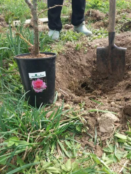 Как я посадила чайно-гибридную розу в мае