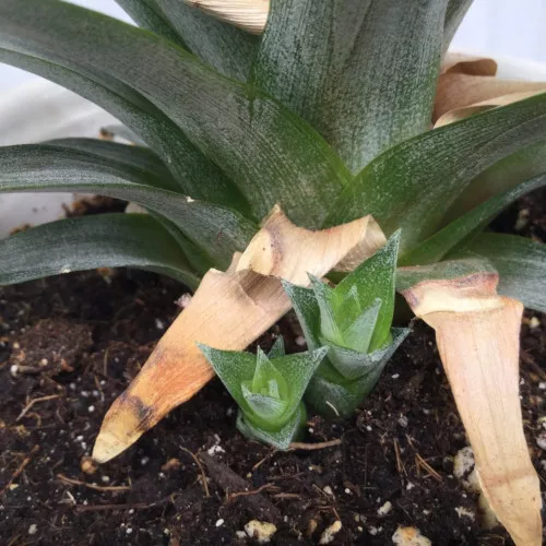 Как прорастить ананас сверху в домашних условиях