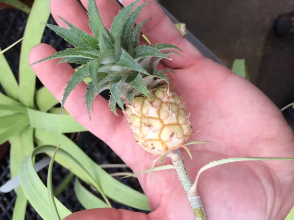 Как прорастить ананас сверху в домашних условиях