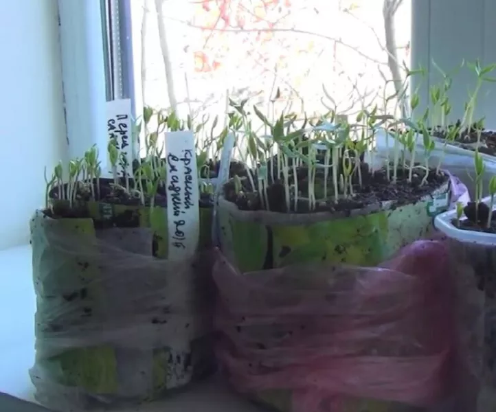 Как прорастить семена перца перед посадкой на рассаду