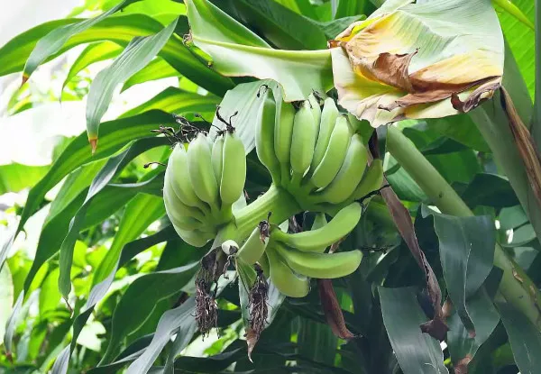 Как растет банан? Фото на природе, банановая пальма в домашних условиях