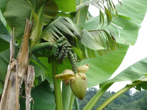 Как растет банан? Фото на природе, банановая пальма в домашних условиях