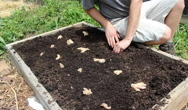 Как выращивать имбирь, выращивание, уход в домашних условиях. Фото на грунте, на даче, дома из корня, семена, почки