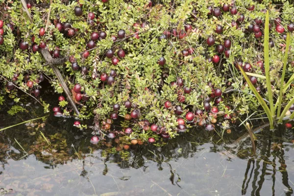 Как растет черника? Фото на природе на болоте, в лесу, у пруда