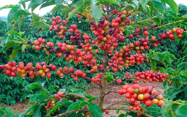 Как растет кофе. Фото дерева в природе, дома, как собрать
