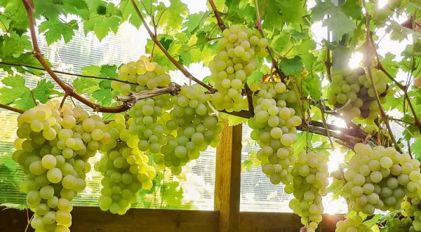 Как растет виноград Фото, выращивание из черенков в теплице