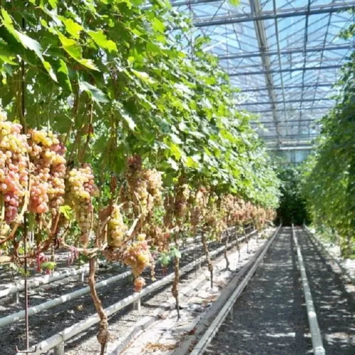 Как растет виноград Фото, выращивание из черенков в теплице