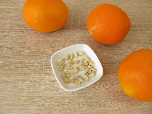 Как растут апельсины? Фото на природе, дома, каменное дерево