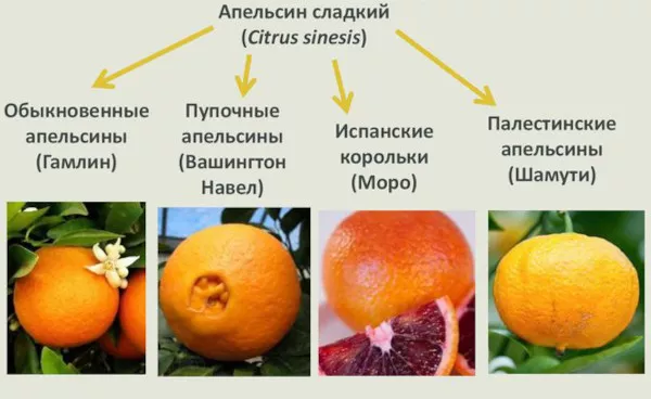 Как растут апельсины? Фото на природе, дома, каменное дерево