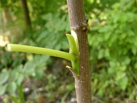 Как растут мандарины? Фото, выращивание дома из косточки