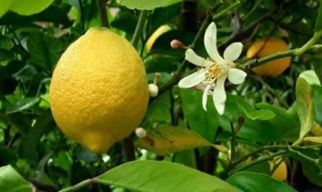 Как размножить лимон черенками в домашних условиях