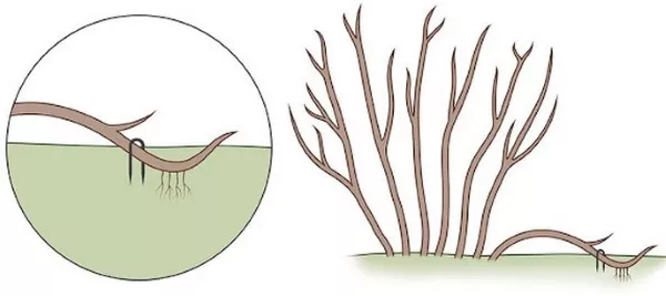 Как размножить можжевельник, быстрый и простой способ черенками, отводками весной, летом