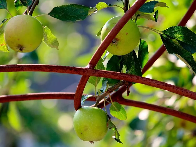 Как самостоятельно вырастить яблоню из семени, косточки, ветки