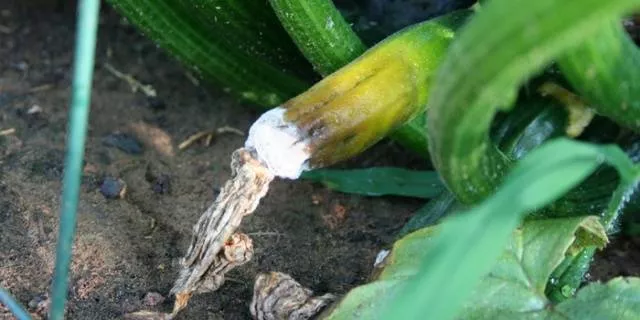 Как посадить рассаду кабачков в открытый грунт