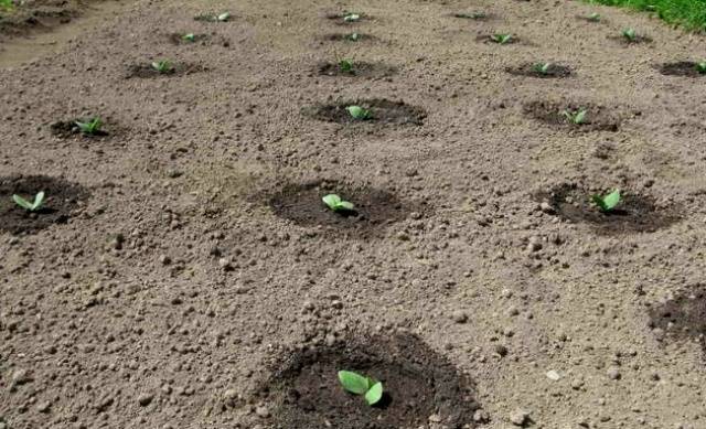 Как посадить рассаду кабачков в открытый грунт