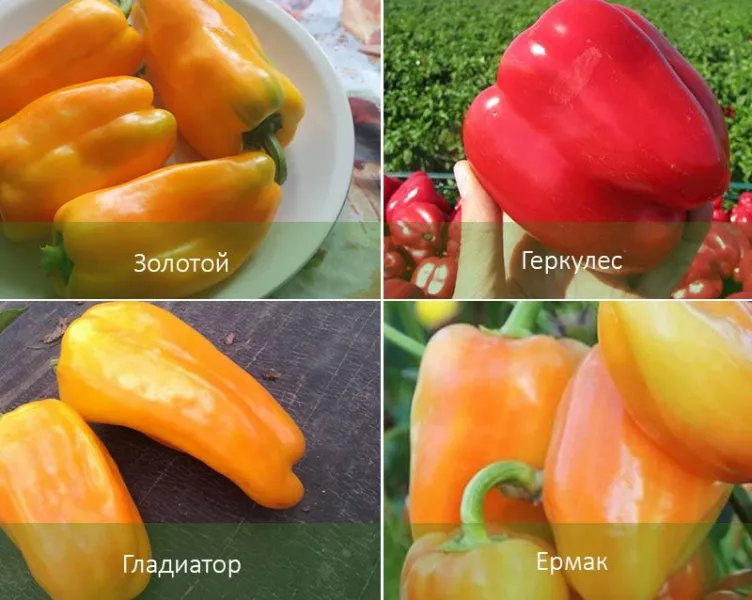 Как посадить перец в теплице и открытом грунте: выбор сорта, сроки, 3 способа, уход