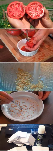 Как собрать и подготовить семена томатов
