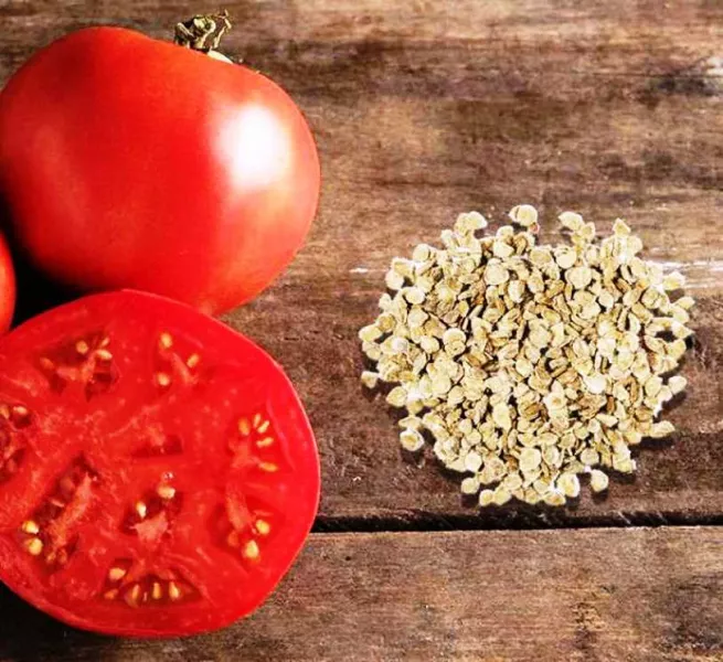 Как собрать и подготовить семена томатов