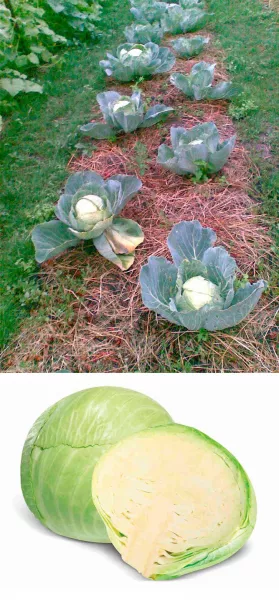 Как сохранить урожай капусты до весны, созревающие сорта