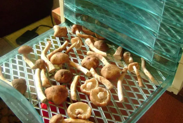 Как сушить грибы в домашних условиях. Можно ли на зиму