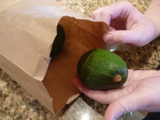 Как растет рост авокадо в домашних условиях