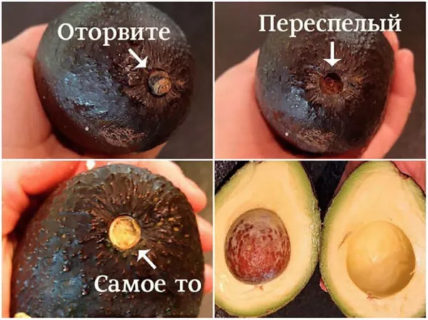 Как растет рост авокадо в домашних условиях