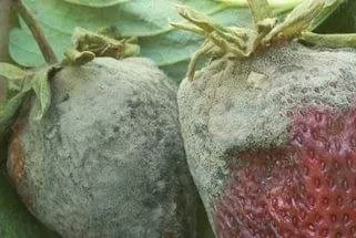 Как выращивать клубнику