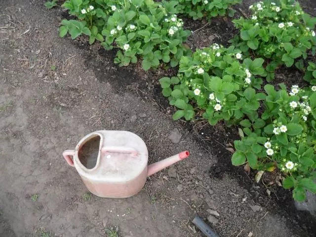 Как выращивать клубнику