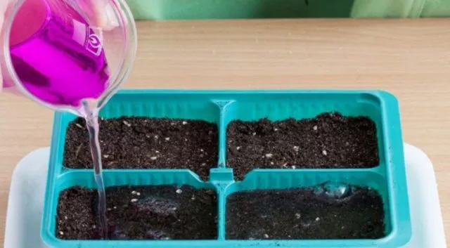 Как вырастить тюльпаны из семян в домашних условиях