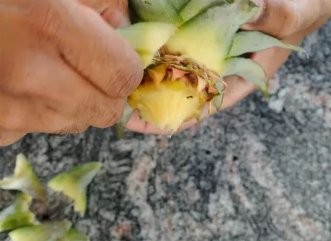 Как вырастить ананас дома из верхушки (хвоста) пошагово, фото