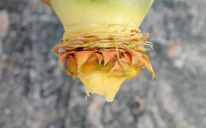 Как вырастить ананас дома из верхушки (хвоста) пошагово, фото