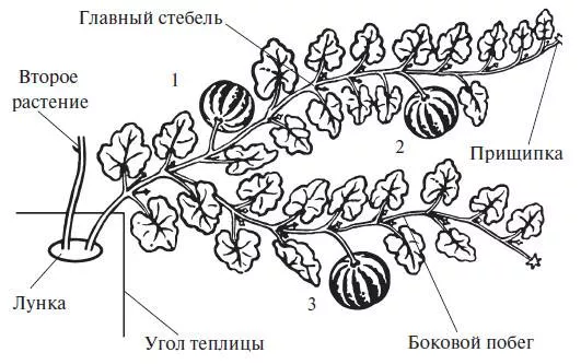 Как вырастить арбуз в теплице: схема формирования, прищипка, уход