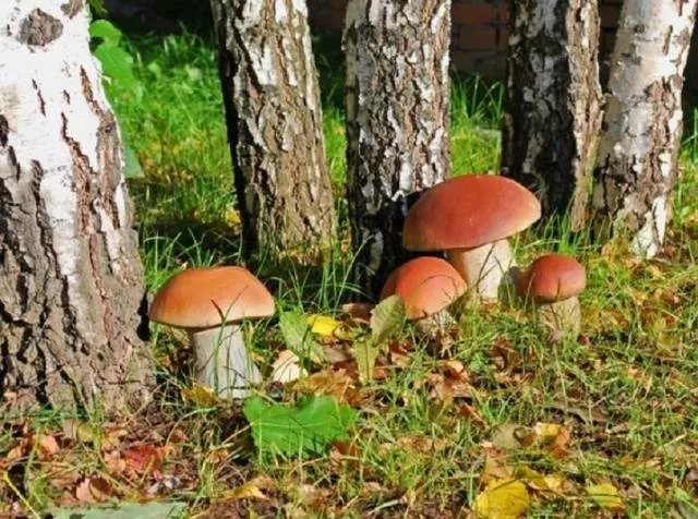 Как вырастить белые грибы на участке