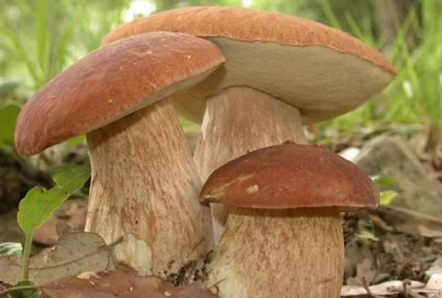 Как вырастить белые грибы на участке