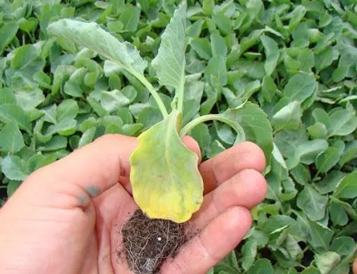Как выращивать цветную капусту в открытом грунте