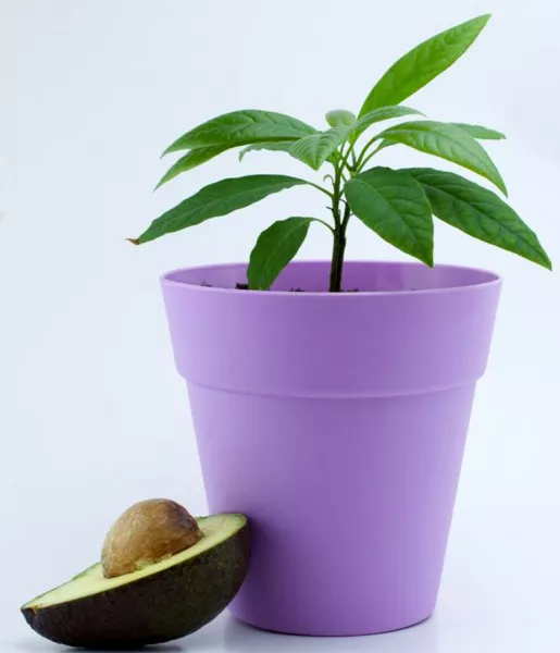 Как вырастить авокадо из косточки в домашних условиях: как прорастить, повышение температуры