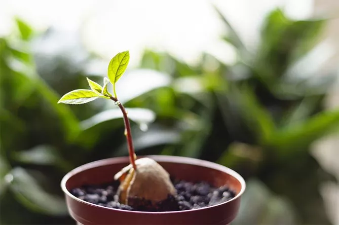 Как вырастить авокадо из косточки в домашних условиях: как прорастить, повышение температуры