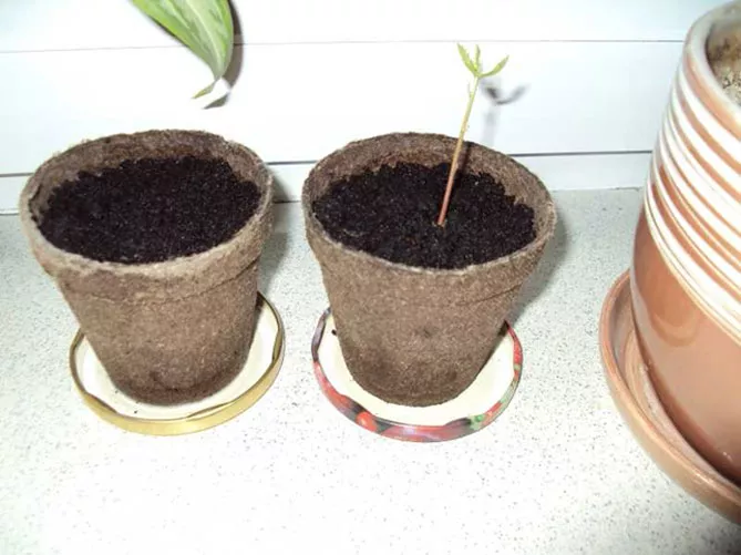 Как вырастить дуб из желудя в саду, в домашних условиях