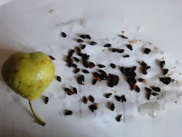 Как вырастить грушу из косточки в домашних условиях